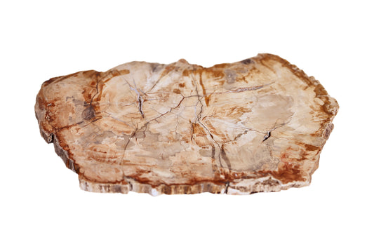 Natural Petrified Wood Platter
