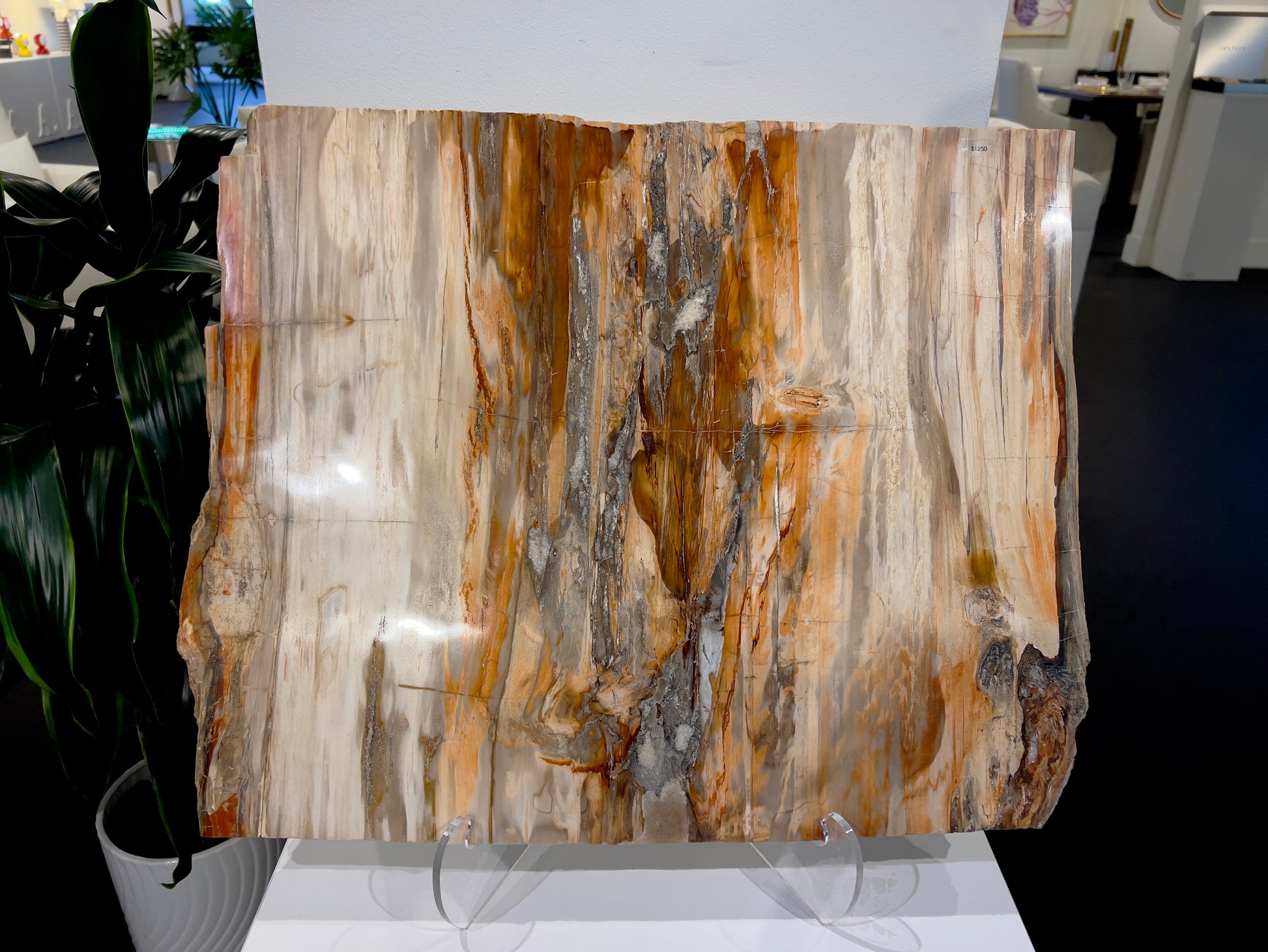 XL square petrified wood platter with raw edge detailing, showcasing natural grain in warm earth tones. shown upright on a stand against a white wall
