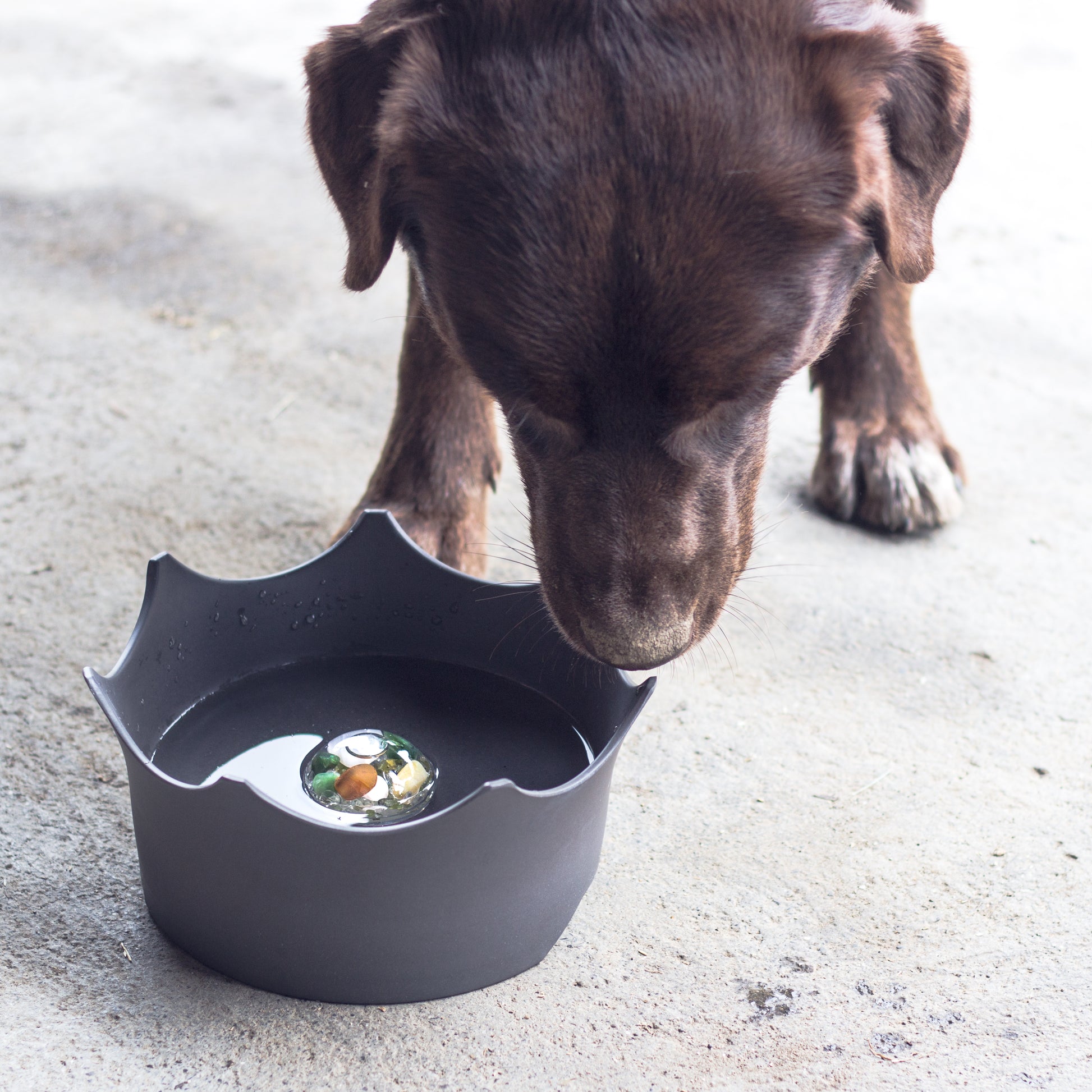 VitaJuwel CrownJuwel – Crystal-Infused GemWater Bowl for Pets