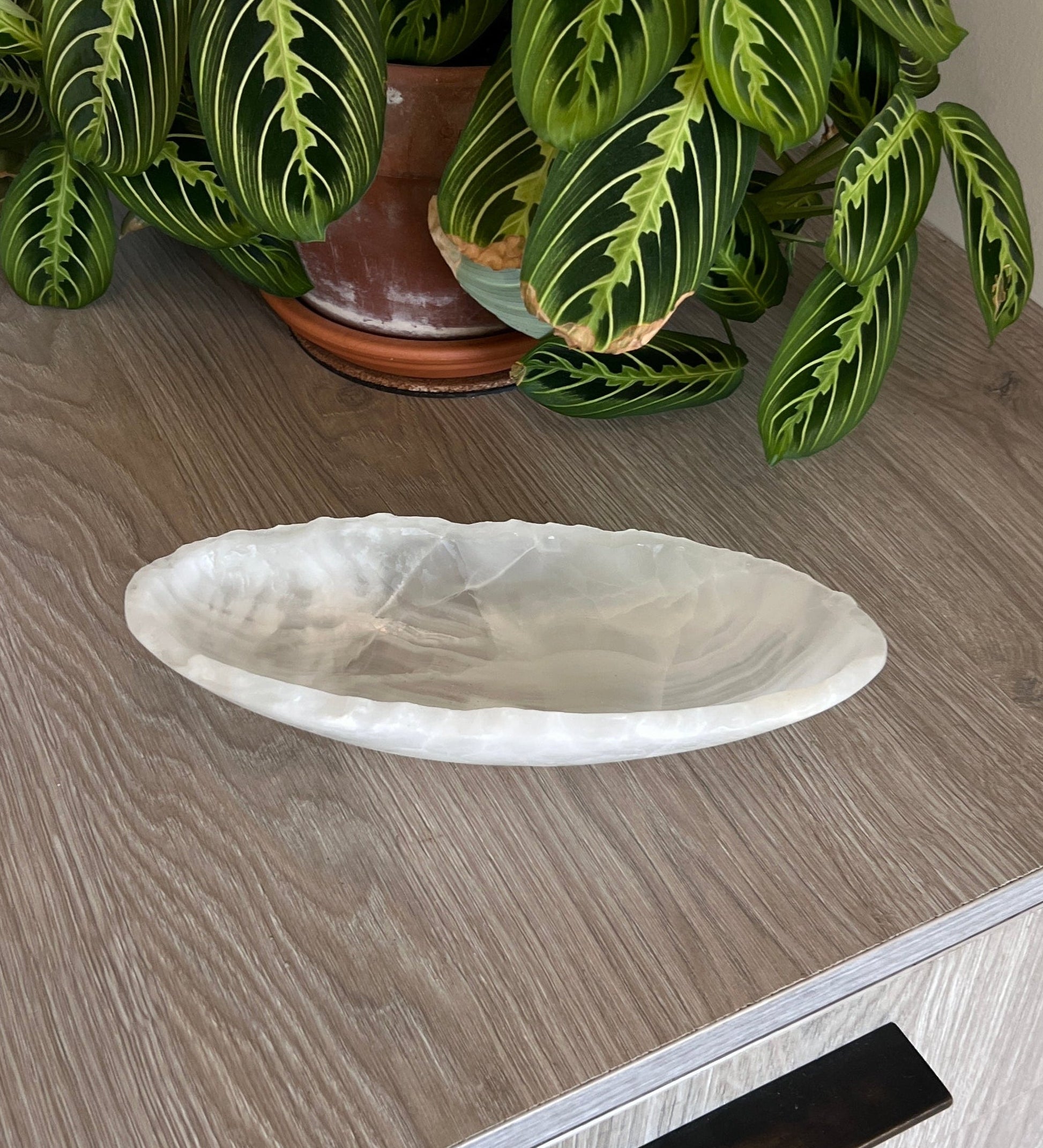 White decorative bowl on a wooden surface with a green plant in the background