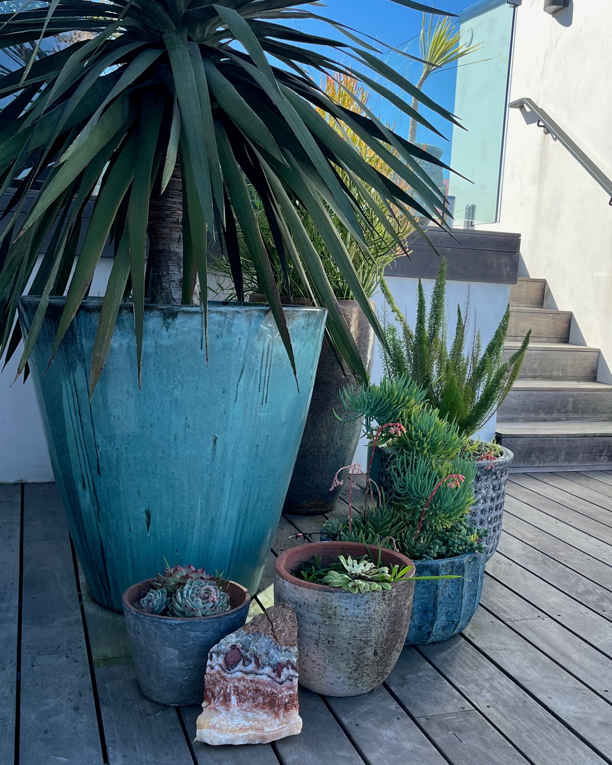 Collection of potted plants on a wooden deck with a modern building in the background