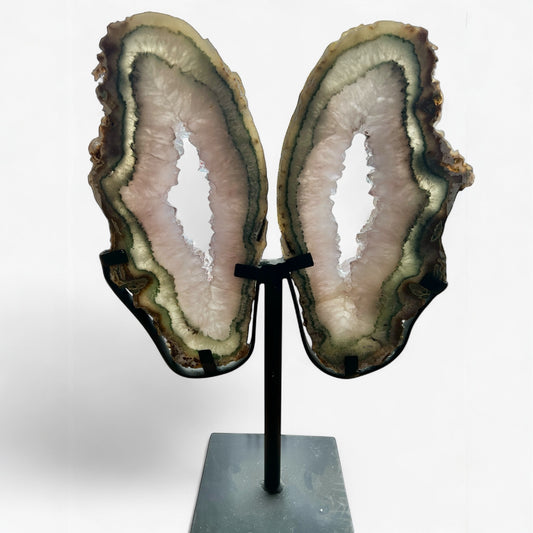 medium agate wings on stand white background